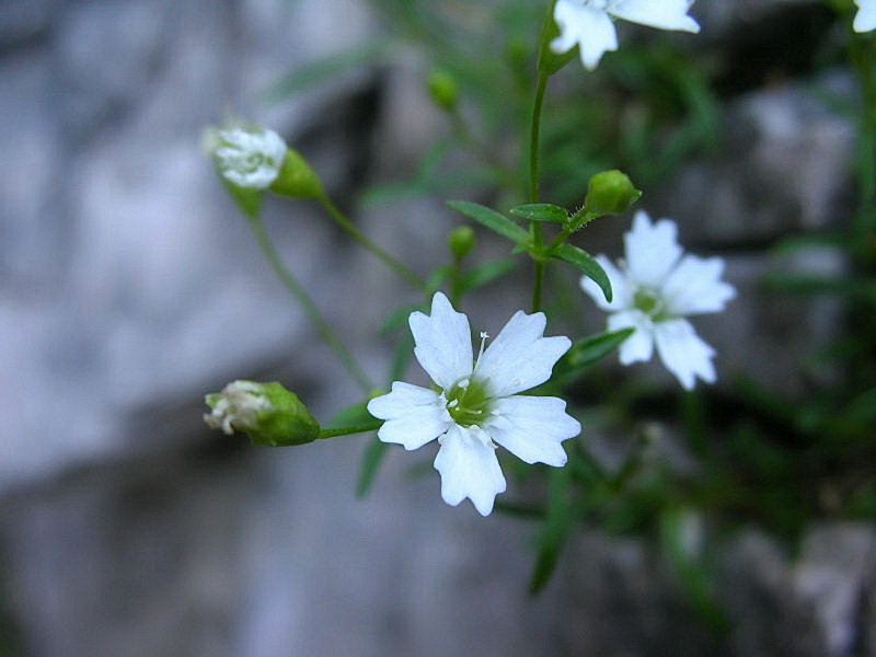 Silene pusilla (=quadridentata) / Silene delle fonti